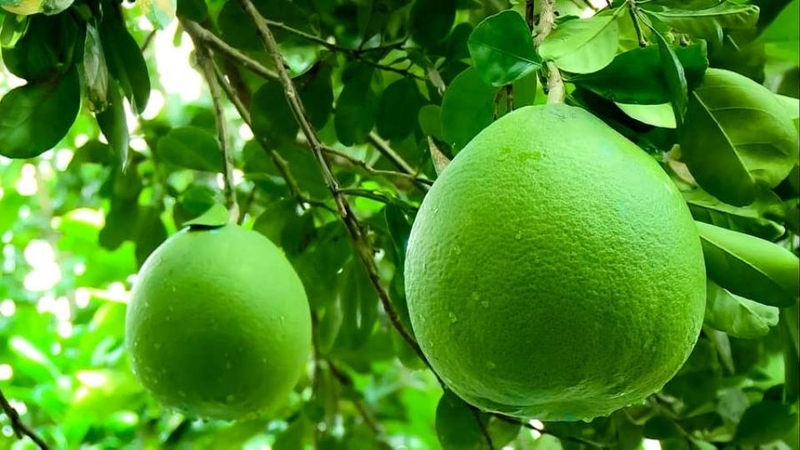 30 loại trái cây miền Nam 29