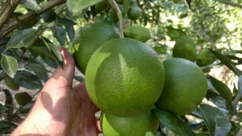 30 loại trái cây miền Nam 23