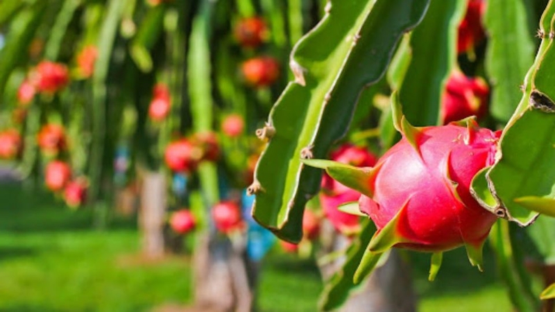 30 loại trái cây miền Nam 7
