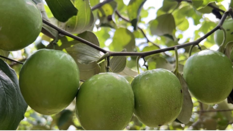 30 loại trái cây miền Nam 16