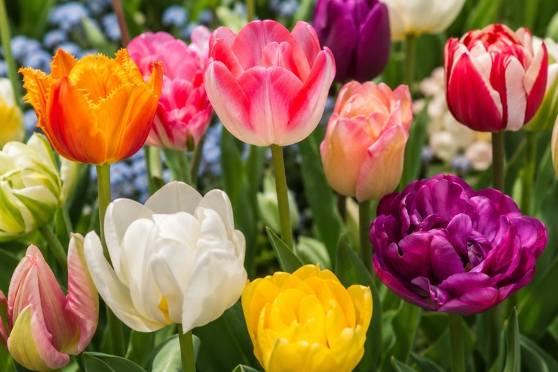 Hoa tulip còn có tên gọi khác là gì - 2