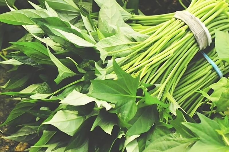 Giá trị dinh dưỡng tuyệt vời của rau lang