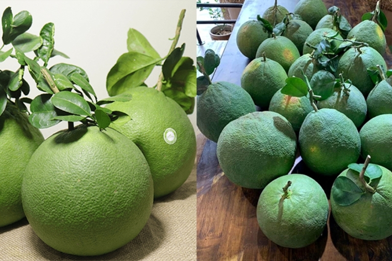 Quả bưởi biểu tượng cho sự tròn đầy