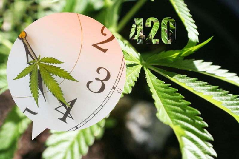 Điều thú vị là 420 không chỉ đơn thuần là một con số hay một mốc thời gian