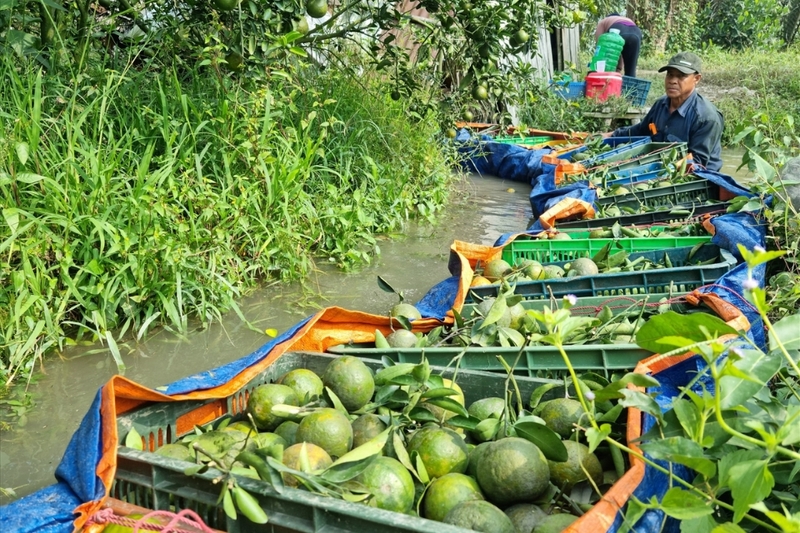 Phường Phước Hậu của Vĩnh Long (4)