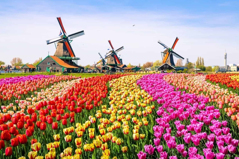 Hoa tulip còn có tên gọi khác là gì - 3