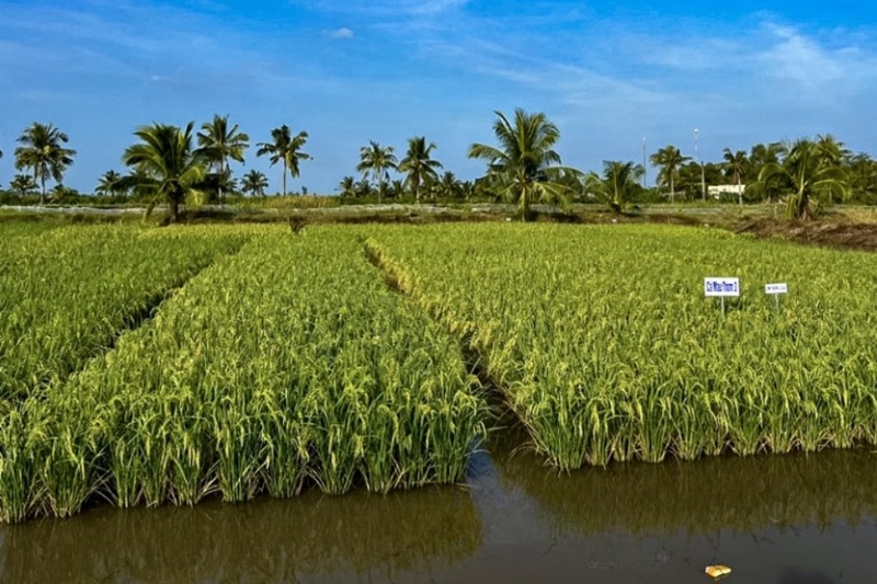 Xã U Minh của Cà Mau (3)