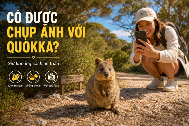 Có được chụp ảnh với quokka không