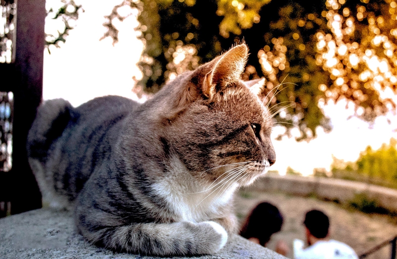 6h sáng là giờ gì 3.jpg