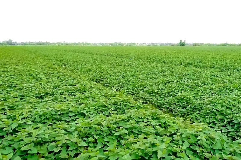 Xã Tân Lược của Vĩnh Long (6)