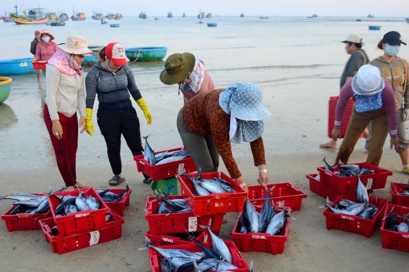 Biển Hải Tiến (6)