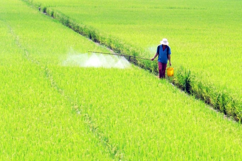 Xã Long Kiến của An Giang (4)