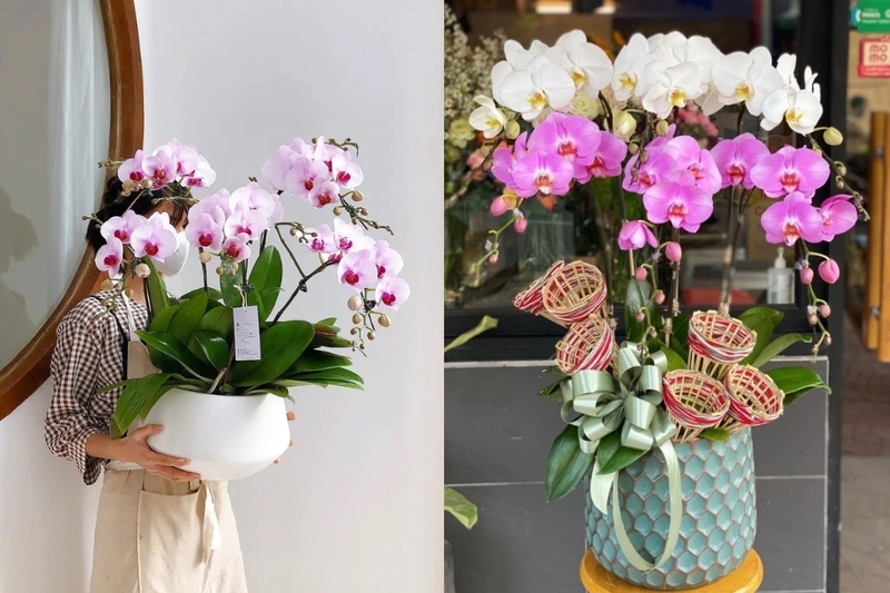 Hoa lan hồ điệp