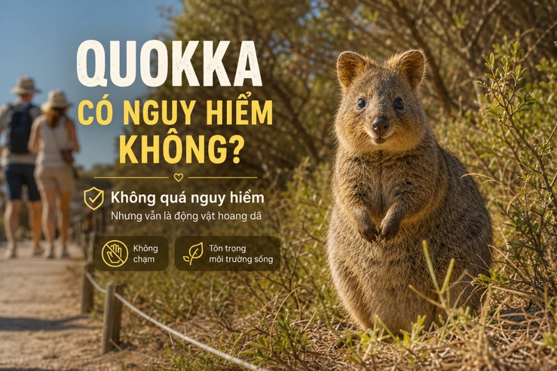 Quokka có nguy hiểm không