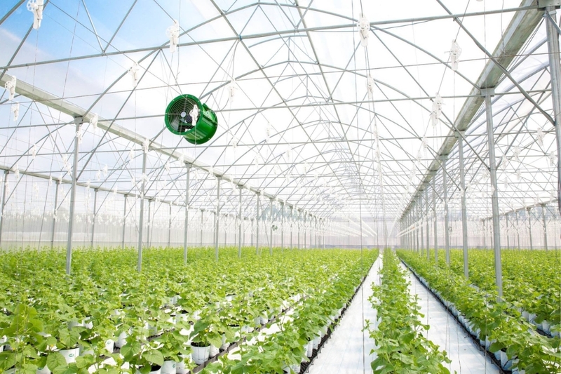 Phường Buôn Ma Thuột của Đắk Lắk sau sáp nhập đang hướng tới phát triển nông nghiệp công nghệ cao