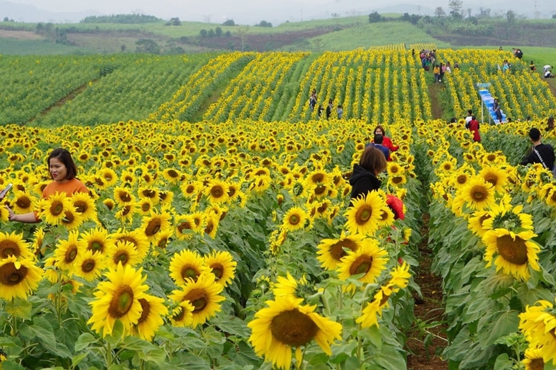 Đồi hoa hướng dương