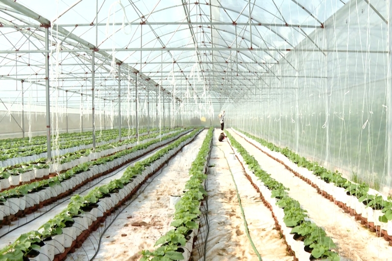 Các mô hình nông nghiệp ứng dụng công nghệ tưới tiêu hiện đại và tiêu chuẩn VietGAP