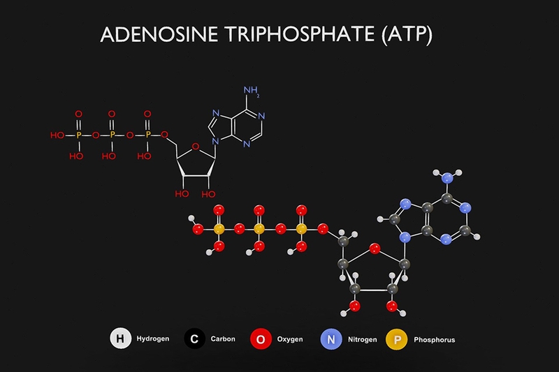 Các thành phần chính của ATP
