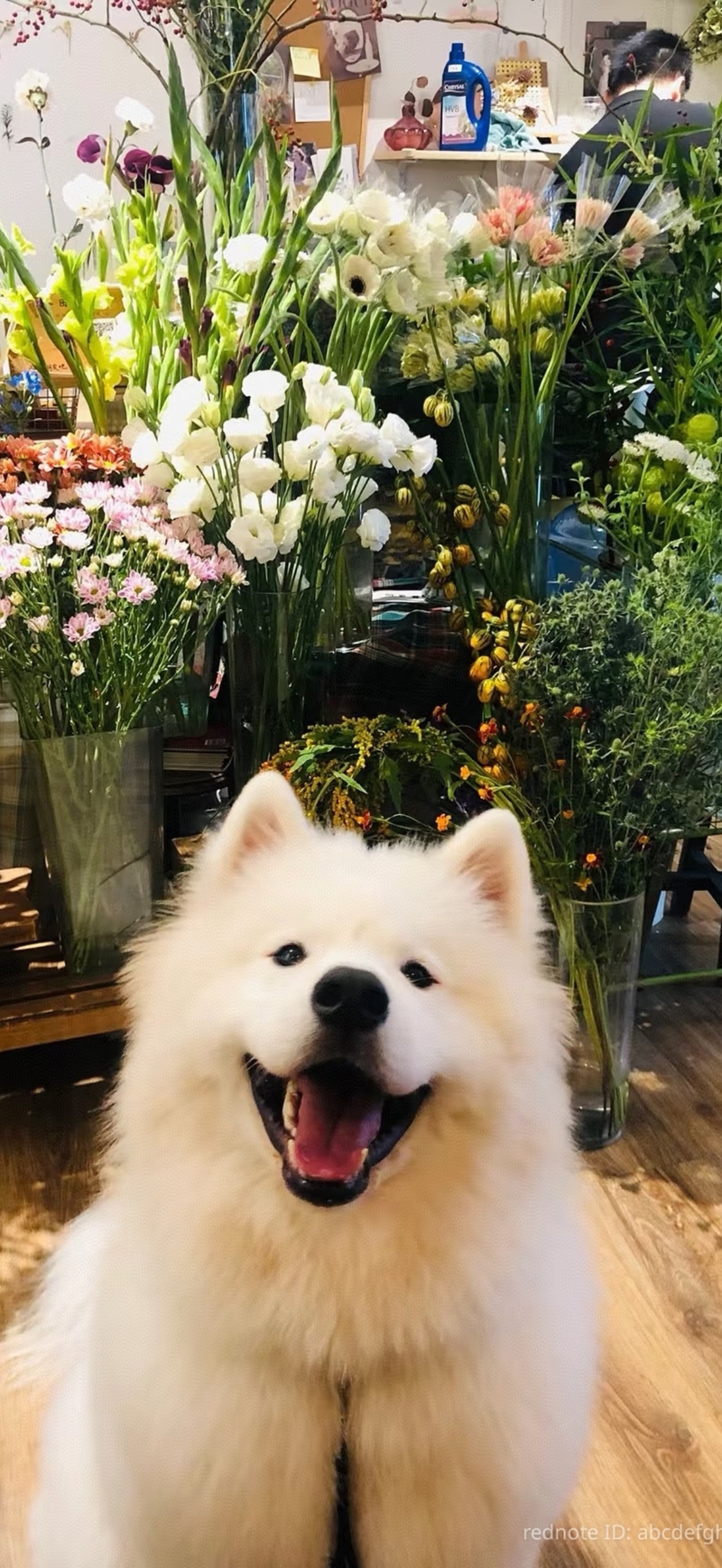 Ảnh con chó (1)