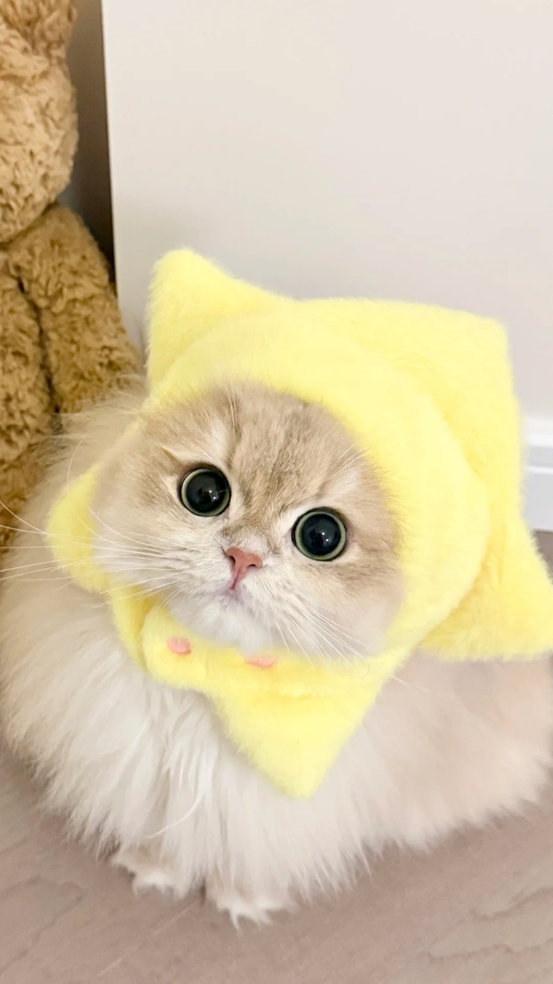 Ảnh mèo cute (15)