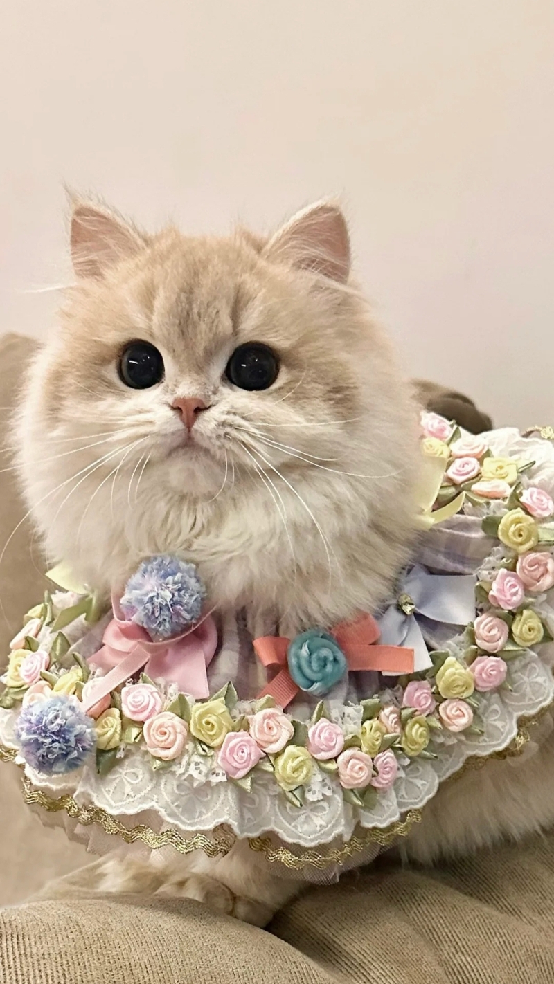 Ảnh mèo cute (16)