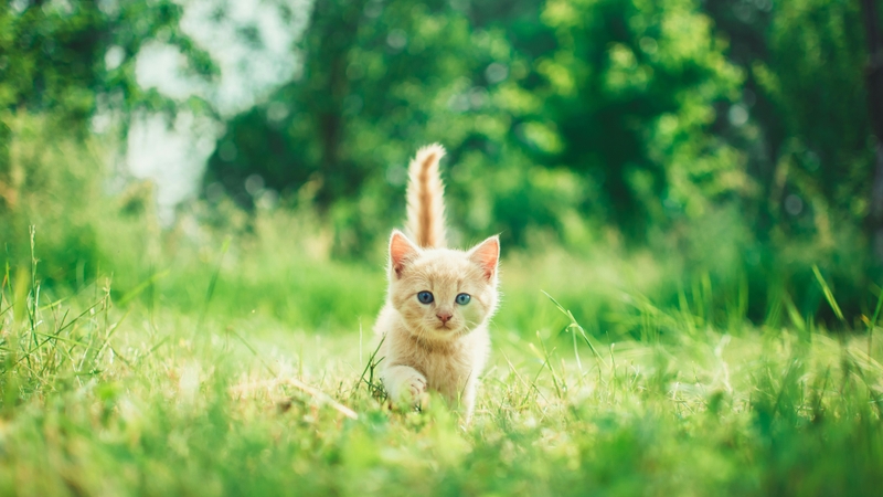 Ảnh mèo cute (1)