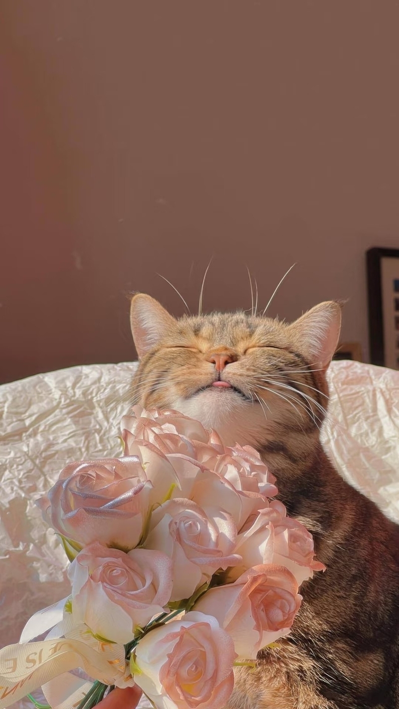 Ảnh mèo cute (20)