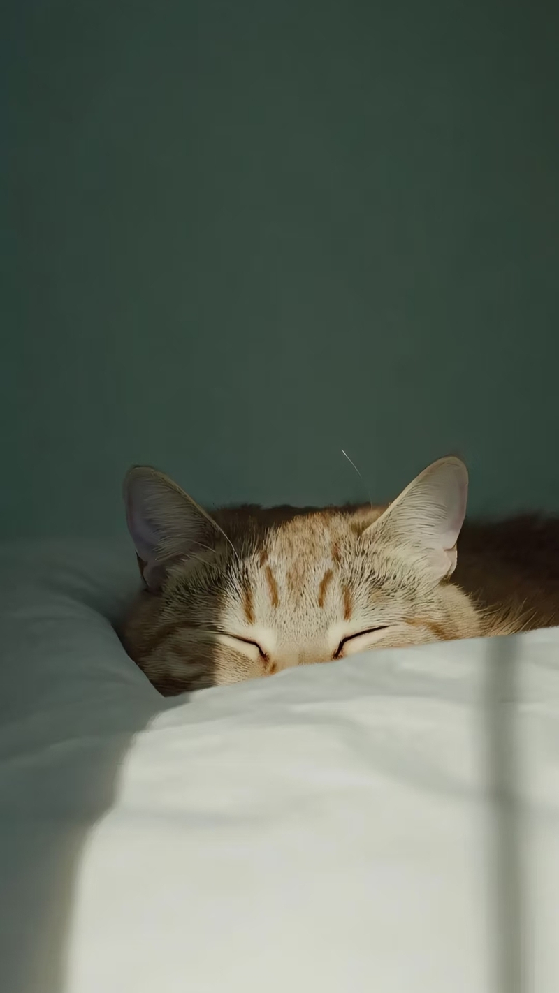 Ảnh mèo cute (21)