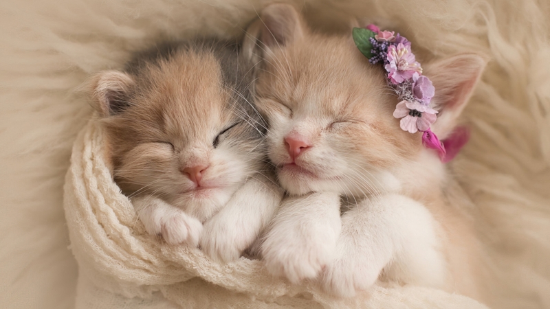 Ảnh mèo cute (2)