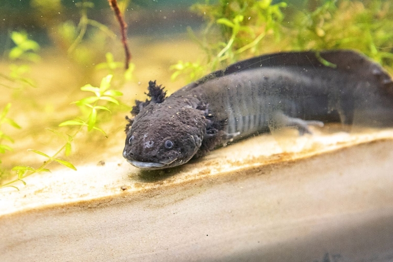 Axolotl là gì 2.jpg