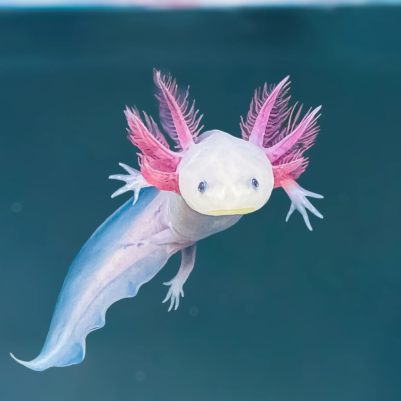 Axolotl là gì 3.png
