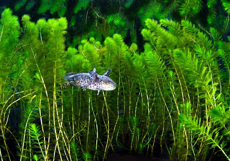 Axolotl là gì 4.jpg