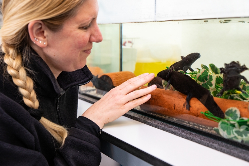 Axolotl là gì 6.jpg