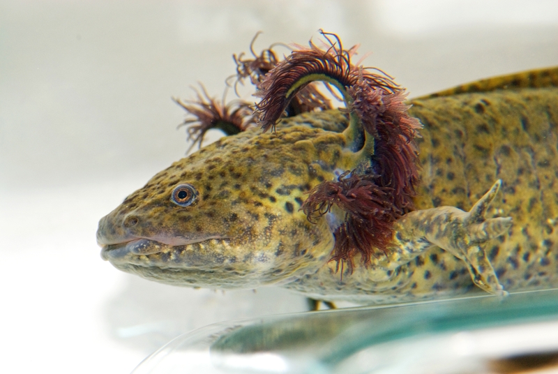 Axolotl là gì 7.jpg