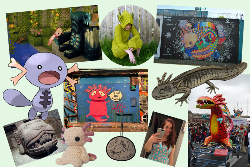 Axolotl là gì 8.png