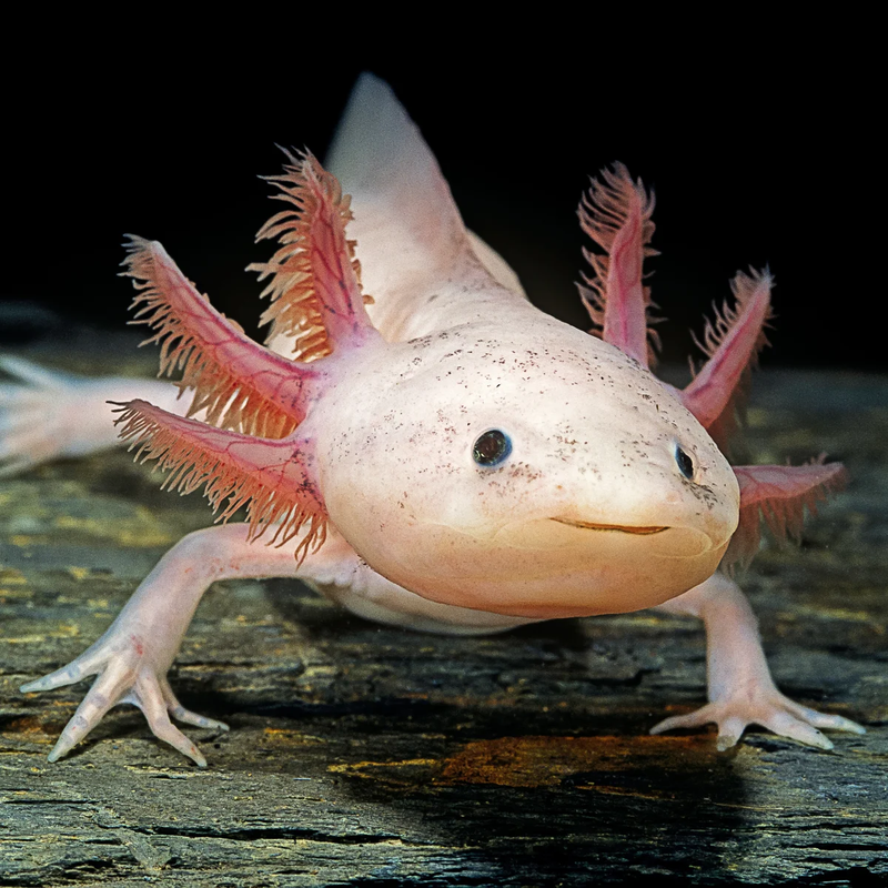 Axolotl là gì 9.png