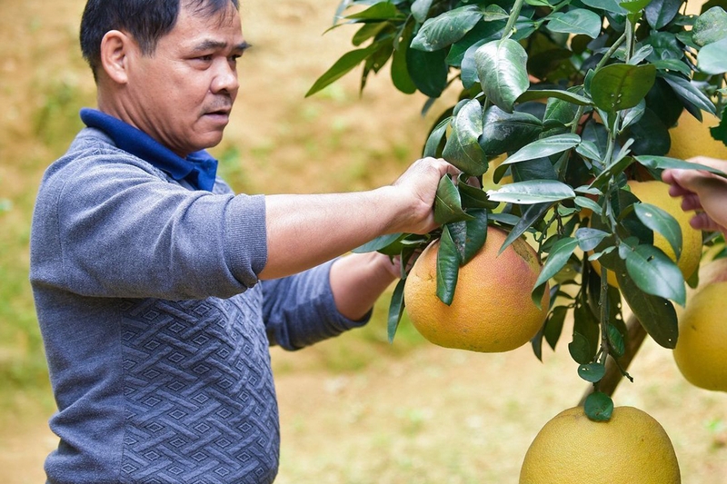 Nguồn gốc và lịch sử của bưởi Đoan Hùng - Hương vị từ đất Tổ