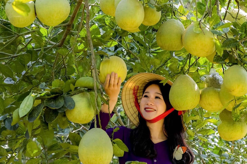 Vùng trồng bưởi Đoan Hùng