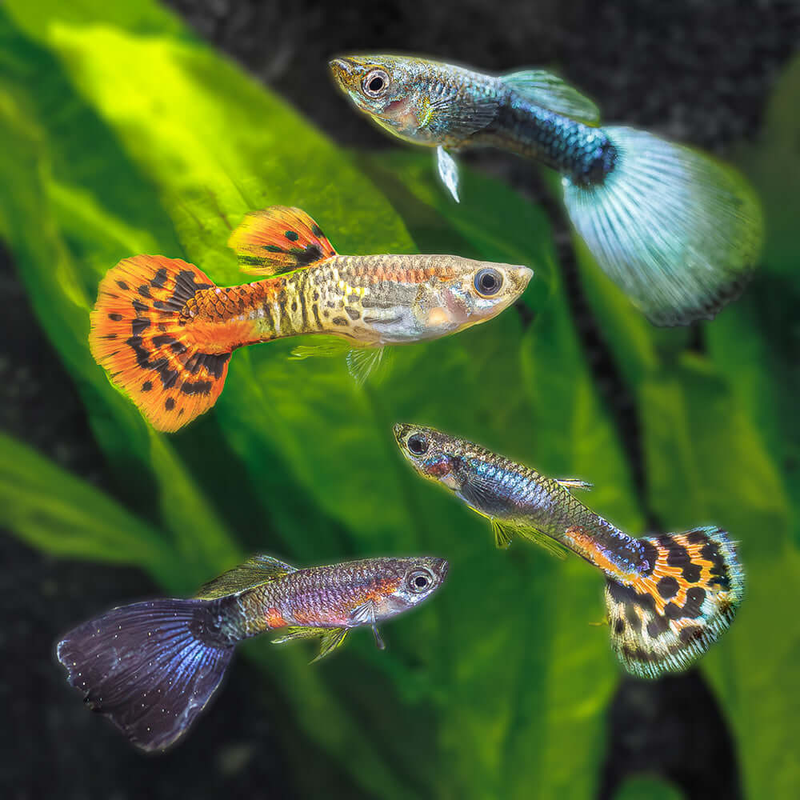 Cá guppy là gì 2.png
