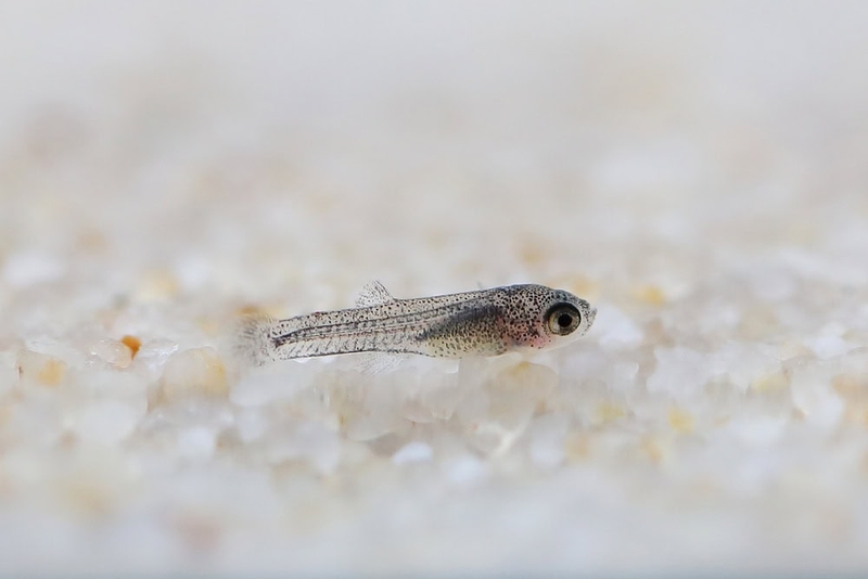 Cá guppy là gì 4.jpg