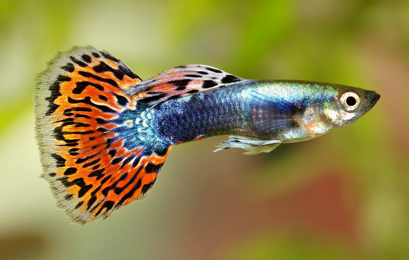 Cá guppy là gì - dragon.png