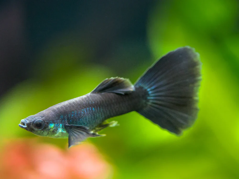 Cá guppy là gì - full black.png
