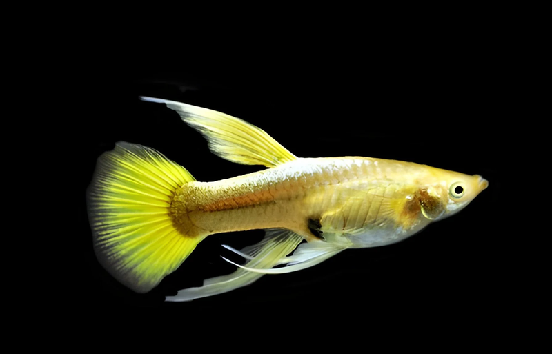 Cá guppy là gì - full gold.png