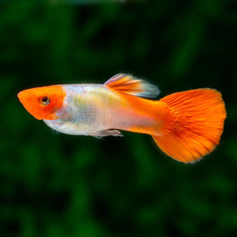 Cá guppy là gì - koi.png