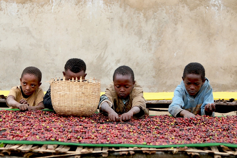 Cà phê Ethiopia 1