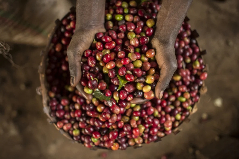 Các vùng trồng cà phê Ethiopia danh tiếng