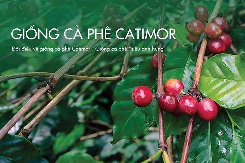 Nguồn gốc và lịch sử phát triển của cà phê Catimor