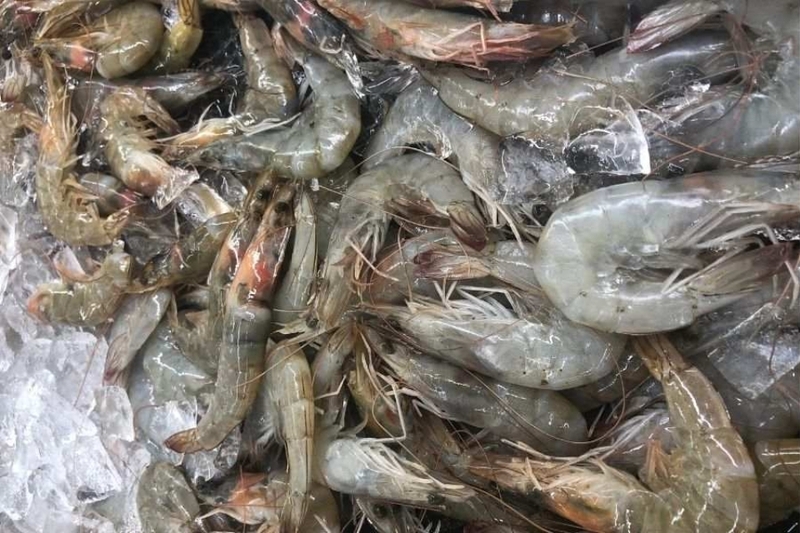 Bảo quản tôm trong nước đá