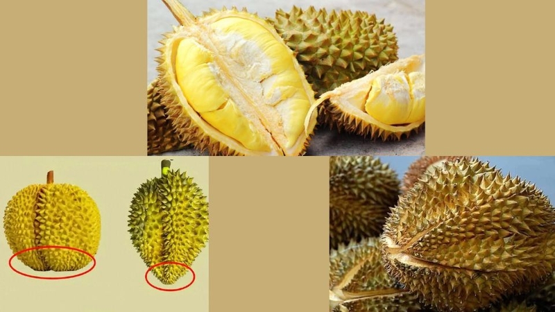 Cách chọn sầu riêng nhiều cơm, thơm ngon