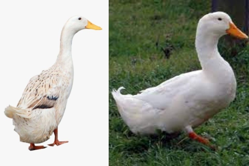 Cách chọn loại vịt